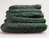 PEPINO