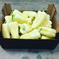 PIMIENTO BLANCO